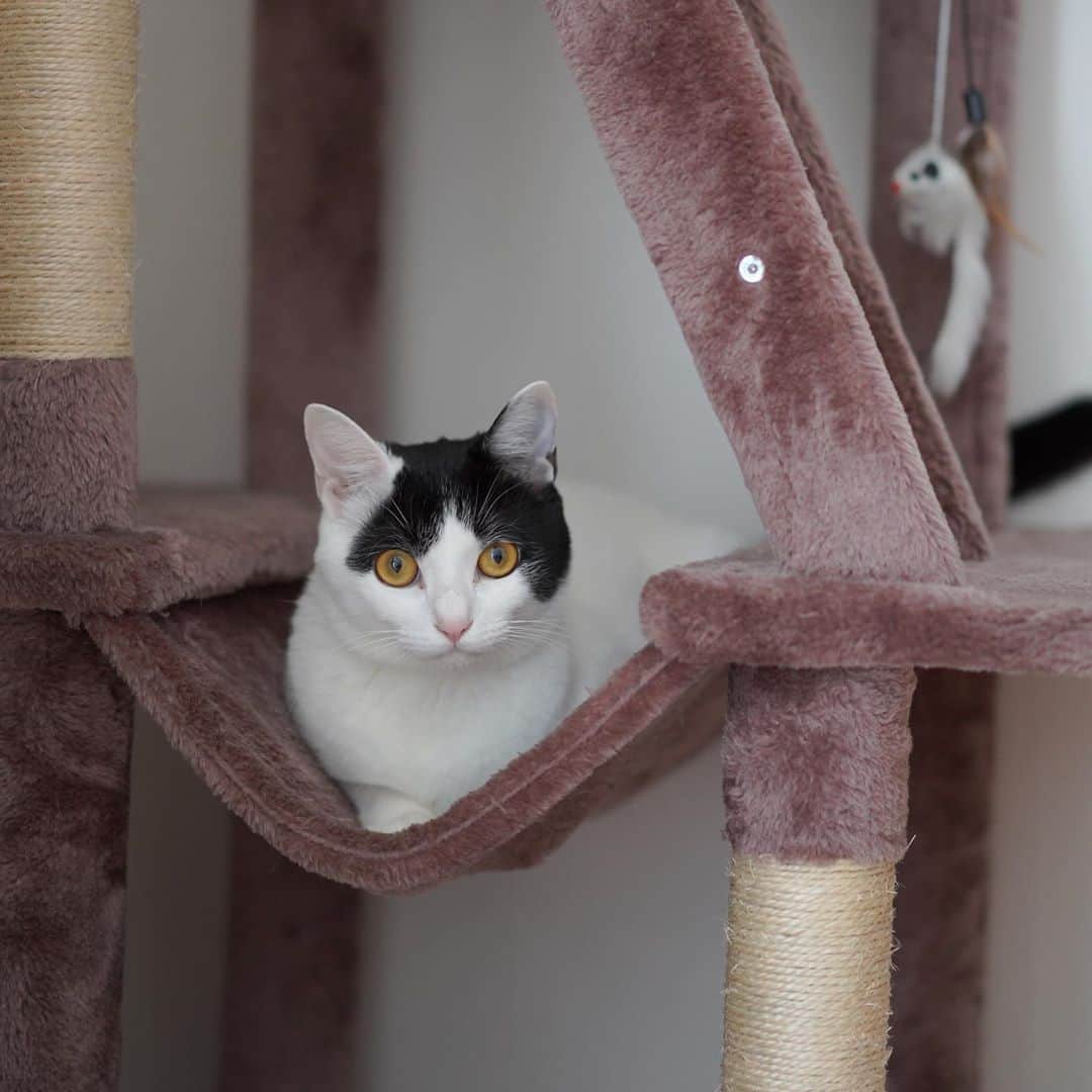 KAZUYAさんのインスタグラム写真 - (KAZUYAInstagram)「今日のにゃんこ59。 初めてその場所にいるのを見たなっていうので撮影した一枚。 #猫 #猫のいる暮らし #cat」10月28日 18時15分 - kazuya.hkd