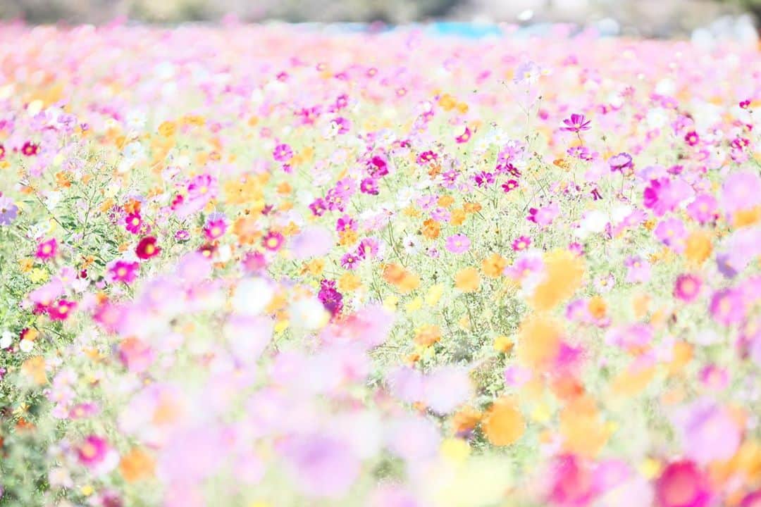 kiccyomuのインスタグラム：「☁️ 2020.10.28 Wed #あけぼの山農業公園 華やかさ満載の #コスモス 🌸 ミックス大好き😍 #心に花を  明日も元気に🤗  location #千葉 📷撮影 2020年10月25日」