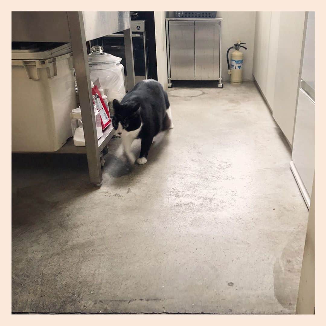 パンといっぴきのインスタグラム：「🐈🐕💨  #元保護犬 #雑種犬 #crossbreed #mixdog #キップル14歳　#元保護猫 #ハチワレ #白黒猫 #blackandwhitecat #tuxedocat #走る犬」
