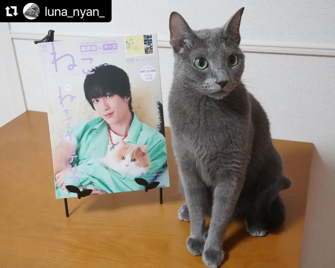 ねこさんのインスタグラム写真 - (ねこInstagram)「@luna_nyan_ さん、かわゆい2ショットどうもありがとうございます〜😝🤲🏻💞 また、ぜひぜひインスタ企画ご参加くださいねっ♫ #Repost @luna_nyan_ with @make_repost ・・・ ꕤ ꕤ ꕤ ꕤ ꕤ ꕤ ꕤ ꕤ ꕤ I am so honored to announce that Luna is featured on a magazine “Neko(=Cat) vol.116”! 𓃠✧  10月12日発売の『ねこ 116号』表紙はTHE RAMPAGE from EXILE TRIBEのメンバーの藤原樹さん(@itsuki_fujiwara_official )と愛猫のマースくん🐈✨  ルナも「 #ねこは人を笑顔にする 」のページに掲載して頂きました🎉  ねこ113号の表紙も樹さんとマースくんでしたが、その時もルナの写真を掲載して頂きました🎄✨ 勝手にご縁を感じ盛り上がりました🤣 樹さんファンのみなさま、ごめんなさい🙏笑  今回は『ねことインテリア』がテーマでねこがご機嫌になるお部屋＆アイテムが特集されています。そしてなんと特別付録は来年のカレンダー「世界のねこ」🐱✨  ꕤ書店でもAmazonでも購入できますよ〜  #neko_magazine #NEKONOBA #ねこマガジン #ネコノバ #ねこ #猫 #cat #藤原樹 #いっちゃん #マース #ランページ #ねこ雑誌 #therampage #ldh #ねこ116号 #ねことインテリア   #うちの子ニャンバー１#今だからこそモフモフで癒しを #シマホレスキュー #ねこのいる生活 #フェリシモ猫部  #peppyフォト部 #サンデイ #ロシアンブルー #nyancon01 #graycatsofig #bleurusse #russianbluecatofinstagram ꕤ ꕤ ꕤ ꕤ ꕤ ꕤ ꕤ」10月28日 18時38分 - neko_magazine