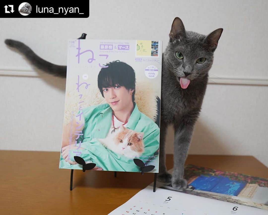 ねこさんのインスタグラム写真 - (ねこInstagram)「@luna_nyan_ さん、かわゆい2ショットどうもありがとうございます〜😝🤲🏻💞 また、ぜひぜひインスタ企画ご参加くださいねっ♫ #Repost @luna_nyan_ with @make_repost ・・・ ꕤ ꕤ ꕤ ꕤ ꕤ ꕤ ꕤ ꕤ ꕤ I am so honored to announce that Luna is featured on a magazine “Neko(=Cat) vol.116”! 𓃠✧  10月12日発売の『ねこ 116号』表紙はTHE RAMPAGE from EXILE TRIBEのメンバーの藤原樹さん(@itsuki_fujiwara_official )と愛猫のマースくん🐈✨  ルナも「 #ねこは人を笑顔にする 」のページに掲載して頂きました🎉  ねこ113号の表紙も樹さんとマースくんでしたが、その時もルナの写真を掲載して頂きました🎄✨ 勝手にご縁を感じ盛り上がりました🤣 樹さんファンのみなさま、ごめんなさい🙏笑  今回は『ねことインテリア』がテーマでねこがご機嫌になるお部屋＆アイテムが特集されています。そしてなんと特別付録は来年のカレンダー「世界のねこ」🐱✨  ꕤ書店でもAmazonでも購入できますよ〜  #neko_magazine #NEKONOBA #ねこマガジン #ネコノバ #ねこ #猫 #cat #藤原樹 #いっちゃん #マース #ランページ #ねこ雑誌 #therampage #ldh #ねこ116号 #ねことインテリア   #うちの子ニャンバー１#今だからこそモフモフで癒しを #シマホレスキュー #ねこのいる生活 #フェリシモ猫部  #peppyフォト部 #サンデイ #ロシアンブルー #nyancon01 #graycatsofig #bleurusse #russianbluecatofinstagram ꕤ ꕤ ꕤ ꕤ ꕤ ꕤ ꕤ」10月28日 18時38分 - neko_magazine