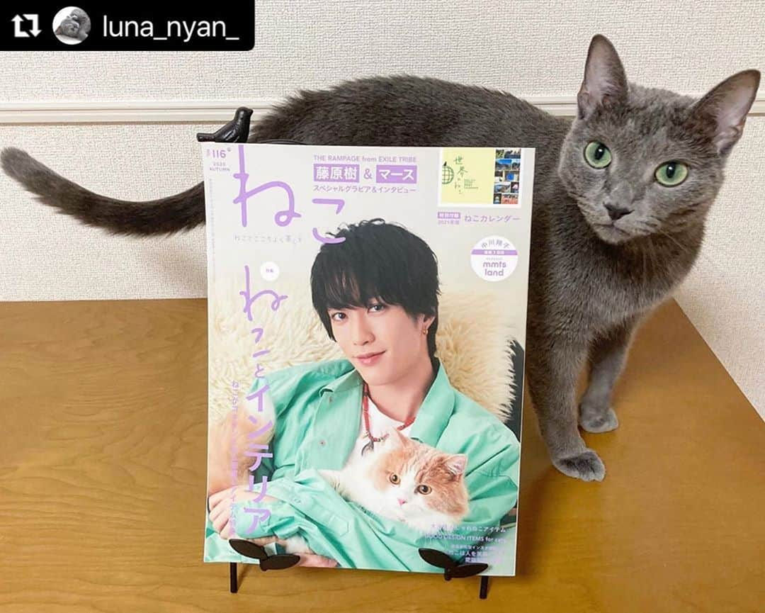 ねこさんのインスタグラム写真 - (ねこInstagram)「@luna_nyan_ さん、かわゆい2ショットどうもありがとうございます〜😝🤲🏻💞 また、ぜひぜひインスタ企画ご参加くださいねっ♫ #Repost @luna_nyan_ with @make_repost ・・・ ꕤ ꕤ ꕤ ꕤ ꕤ ꕤ ꕤ ꕤ ꕤ I am so honored to announce that Luna is featured on a magazine “Neko(=Cat) vol.116”! 𓃠✧  10月12日発売の『ねこ 116号』表紙はTHE RAMPAGE from EXILE TRIBEのメンバーの藤原樹さん(@itsuki_fujiwara_official )と愛猫のマースくん🐈✨  ルナも「 #ねこは人を笑顔にする 」のページに掲載して頂きました🎉  ねこ113号の表紙も樹さんとマースくんでしたが、その時もルナの写真を掲載して頂きました🎄✨ 勝手にご縁を感じ盛り上がりました🤣 樹さんファンのみなさま、ごめんなさい🙏笑  今回は『ねことインテリア』がテーマでねこがご機嫌になるお部屋＆アイテムが特集されています。そしてなんと特別付録は来年のカレンダー「世界のねこ」🐱✨  ꕤ書店でもAmazonでも購入できますよ〜  #neko_magazine #NEKONOBA #ねこマガジン #ネコノバ #ねこ #猫 #cat #藤原樹 #いっちゃん #マース #ランページ #ねこ雑誌 #therampage #ldh #ねこ116号 #ねことインテリア   #うちの子ニャンバー１#今だからこそモフモフで癒しを #シマホレスキュー #ねこのいる生活 #フェリシモ猫部  #peppyフォト部 #サンデイ #ロシアンブルー #nyancon01 #graycatsofig #bleurusse #russianbluecatofinstagram ꕤ ꕤ ꕤ ꕤ ꕤ ꕤ ꕤ」10月28日 18時38分 - neko_magazine