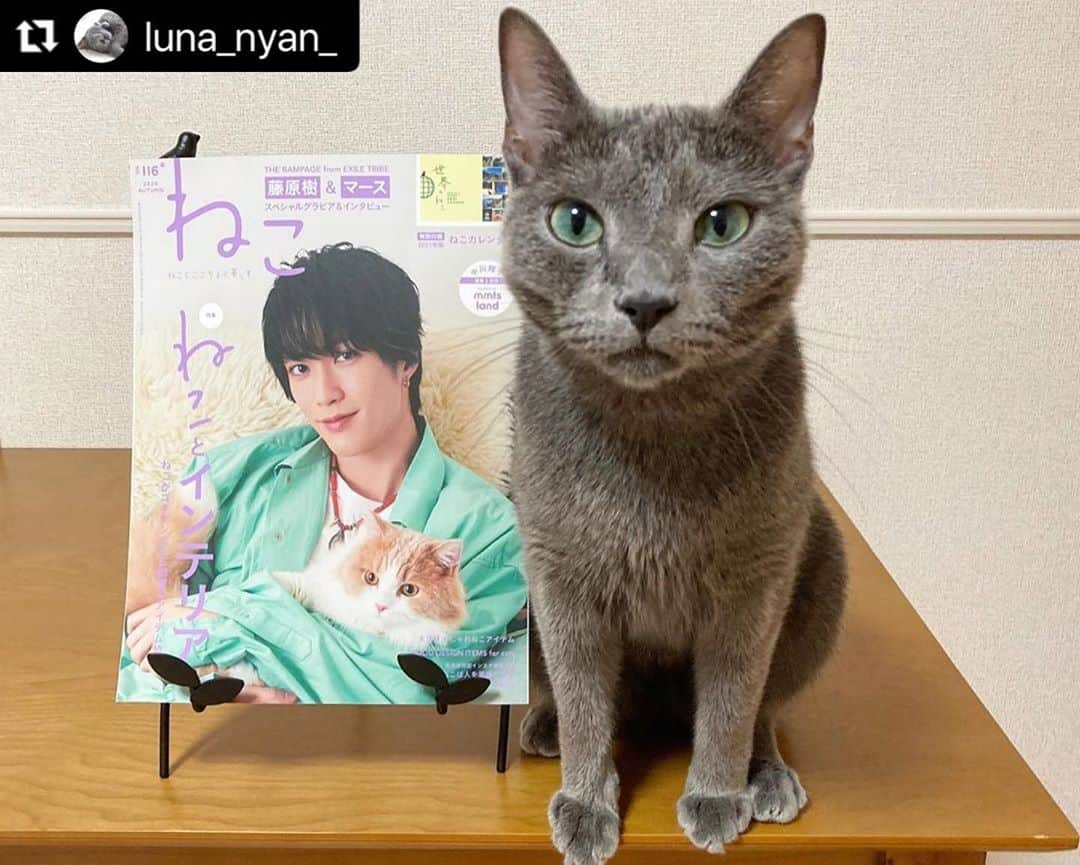 ねこさんのインスタグラム写真 - (ねこInstagram)「@luna_nyan_ さん、かわゆい2ショットどうもありがとうございます〜😝🤲🏻💞 また、ぜひぜひインスタ企画ご参加くださいねっ♫ #Repost @luna_nyan_ with @make_repost ・・・ ꕤ ꕤ ꕤ ꕤ ꕤ ꕤ ꕤ ꕤ ꕤ I am so honored to announce that Luna is featured on a magazine “Neko(=Cat) vol.116”! 𓃠✧  10月12日発売の『ねこ 116号』表紙はTHE RAMPAGE from EXILE TRIBEのメンバーの藤原樹さん(@itsuki_fujiwara_official )と愛猫のマースくん🐈✨  ルナも「 #ねこは人を笑顔にする 」のページに掲載して頂きました🎉  ねこ113号の表紙も樹さんとマースくんでしたが、その時もルナの写真を掲載して頂きました🎄✨ 勝手にご縁を感じ盛り上がりました🤣 樹さんファンのみなさま、ごめんなさい🙏笑  今回は『ねことインテリア』がテーマでねこがご機嫌になるお部屋＆アイテムが特集されています。そしてなんと特別付録は来年のカレンダー「世界のねこ」🐱✨  ꕤ書店でもAmazonでも購入できますよ〜  #neko_magazine #NEKONOBA #ねこマガジン #ネコノバ #ねこ #猫 #cat #藤原樹 #いっちゃん #マース #ランページ #ねこ雑誌 #therampage #ldh #ねこ116号 #ねことインテリア   #うちの子ニャンバー１#今だからこそモフモフで癒しを #シマホレスキュー #ねこのいる生活 #フェリシモ猫部  #peppyフォト部 #サンデイ #ロシアンブルー #nyancon01 #graycatsofig #bleurusse #russianbluecatofinstagram ꕤ ꕤ ꕤ ꕤ ꕤ ꕤ ꕤ」10月28日 18時38分 - neko_magazine