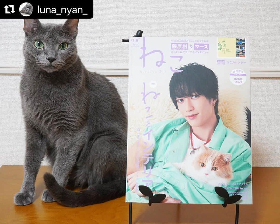 ねこさんのインスタグラム写真 - (ねこInstagram)「@luna_nyan_ さん、かわゆい2ショットどうもありがとうございます〜😝🤲🏻💞 また、ぜひぜひインスタ企画ご参加くださいねっ♫ #Repost @luna_nyan_ with @make_repost ・・・ ꕤ ꕤ ꕤ ꕤ ꕤ ꕤ ꕤ ꕤ ꕤ I am so honored to announce that Luna is featured on a magazine “Neko(=Cat) vol.116”! 𓃠✧  10月12日発売の『ねこ 116号』表紙はTHE RAMPAGE from EXILE TRIBEのメンバーの藤原樹さん(@itsuki_fujiwara_official )と愛猫のマースくん🐈✨  ルナも「 #ねこは人を笑顔にする 」のページに掲載して頂きました🎉  ねこ113号の表紙も樹さんとマースくんでしたが、その時もルナの写真を掲載して頂きました🎄✨ 勝手にご縁を感じ盛り上がりました🤣 樹さんファンのみなさま、ごめんなさい🙏笑  今回は『ねことインテリア』がテーマでねこがご機嫌になるお部屋＆アイテムが特集されています。そしてなんと特別付録は来年のカレンダー「世界のねこ」🐱✨  ꕤ書店でもAmazonでも購入できますよ〜  #neko_magazine #NEKONOBA #ねこマガジン #ネコノバ #ねこ #猫 #cat #藤原樹 #いっちゃん #マース #ランページ #ねこ雑誌 #therampage #ldh #ねこ116号 #ねことインテリア   #うちの子ニャンバー１#今だからこそモフモフで癒しを #シマホレスキュー #ねこのいる生活 #フェリシモ猫部  #peppyフォト部 #サンデイ #ロシアンブルー #nyancon01 #graycatsofig #bleurusse #russianbluecatofinstagram ꕤ ꕤ ꕤ ꕤ ꕤ ꕤ ꕤ」10月28日 18時38分 - neko_magazine