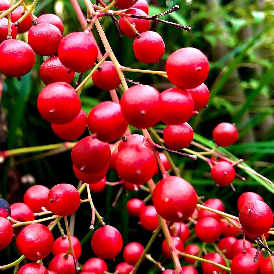 世良公則のインスタグラム：「・・・・・・  南天の実  庭先を彩る赤  a nandina   red with colors on the front yard  ・・・・・・  #世良公則 #masanorisera #japanesemusician #japaneseartist #nandina #南天 #庭 #red」