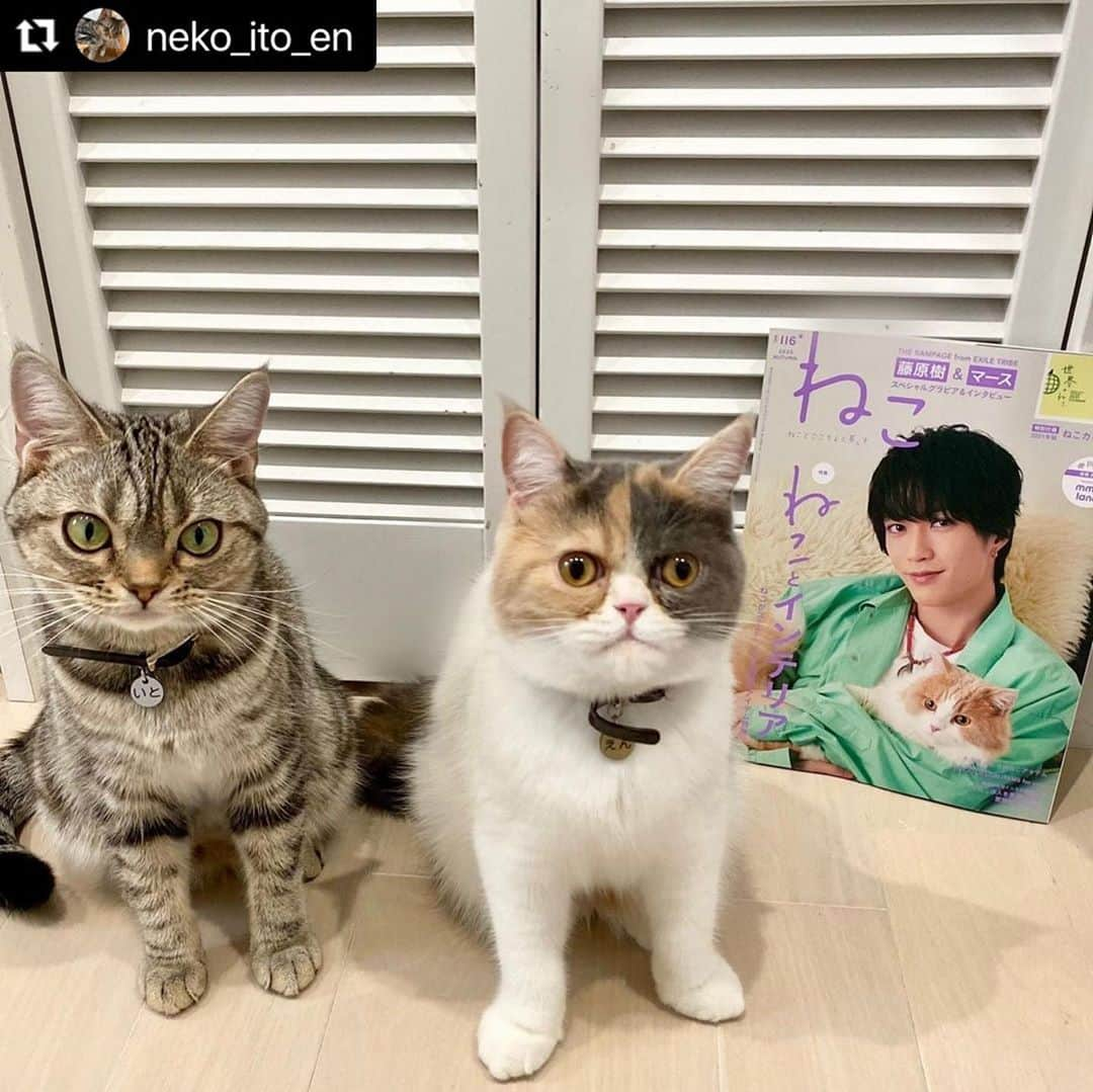 ねこさんのインスタグラム写真 - (ねこInstagram)「かわいこちゃんたちみ〜っけ👀❤️✨ @neko_ito_en さん、ありがとうございますっ😋🩰💞 #Repost @neko_ito_en with @make_repost ・・・ . . . #Amazon で予約してたけど1日遅れで今日届きました😿 昨日発売の@neko_magazine さんの #ねこ116 #猫は人を笑顔にする のインスタ連動企画で前回に続き今回もいとえん載せて頂きました🥰♡ 可愛い手書きのメッセージも嬉しいなぁ～😸 . 表紙の#藤原樹 くんと#マース くんと一緒に記念撮影📸 母#therampage ファンとして嬉しすぎマース🐈 . @neko_magazine さん、選んで頂き本当にありがとうございました🥺✨ 可愛い猫ちゃんの2021年カレンダー付きやったからこちらも大事に使わせて頂きます😊 . #猫マガジン #雑誌ねこ #猫#にゃんこ#アメリカンショートヘア#エキゾチックショートヘア#ねこのいる生活#ねこのいる暮らし#猫好きさんと繋がりたい#ねこのきもち#にゃんすたぐらむ#ねこくら#子猫#sweetcats#sweetcat#instacat #catstagram#catlife#cats#americanshorthair#exoticshorthair#catlover#catsofinstagram」10月28日 19時00分 - neko_magazine