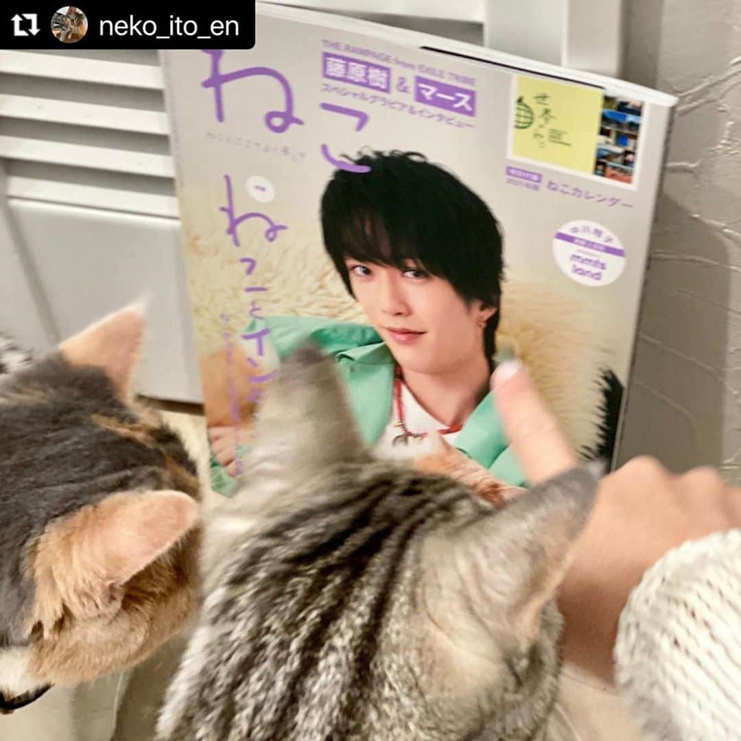 ねこさんのインスタグラム写真 - (ねこInstagram)「かわいこちゃんたちみ〜っけ👀❤️✨ @neko_ito_en さん、ありがとうございますっ😋🩰💞 #Repost @neko_ito_en with @make_repost ・・・ . . . #Amazon で予約してたけど1日遅れで今日届きました😿 昨日発売の@neko_magazine さんの #ねこ116 #猫は人を笑顔にする のインスタ連動企画で前回に続き今回もいとえん載せて頂きました🥰♡ 可愛い手書きのメッセージも嬉しいなぁ～😸 . 表紙の#藤原樹 くんと#マース くんと一緒に記念撮影📸 母#therampage ファンとして嬉しすぎマース🐈 . @neko_magazine さん、選んで頂き本当にありがとうございました🥺✨ 可愛い猫ちゃんの2021年カレンダー付きやったからこちらも大事に使わせて頂きます😊 . #猫マガジン #雑誌ねこ #猫#にゃんこ#アメリカンショートヘア#エキゾチックショートヘア#ねこのいる生活#ねこのいる暮らし#猫好きさんと繋がりたい#ねこのきもち#にゃんすたぐらむ#ねこくら#子猫#sweetcats#sweetcat#instacat #catstagram#catlife#cats#americanshorthair#exoticshorthair#catlover#catsofinstagram」10月28日 19時00分 - neko_magazine