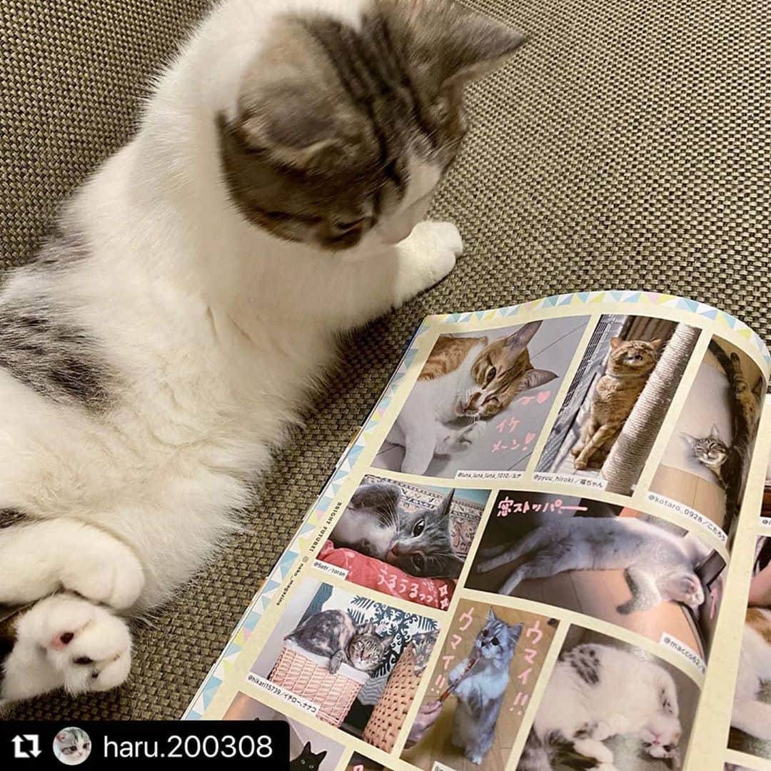 ねこさんのインスタグラム写真 - (ねこInstagram)「@haru.200308 さん、ありがとう〜〜ございまっす😀🌬 また可愛い顎撫でてポーズ撮れたらぜひぜひ応募してねっ😸✨ #Repost @haru.200308 with @make_repost ・・・ イケにゃんの愛読雑誌❔ねこ( @neko_magazine )116号にハルがちらっと載りました🥰❤️ ハルお得意のあご撫でてポーズです😂💕 ＊ また機会があったら今度は面白可愛い手書きコメントをもらえるように、イケにゃん目指して頑張ります😼✨ ＊ おとなりはマンチ立ちが可愛いお友達のめろくん( @meroroom.0208 )でとってもいい記念になりました🥺💕ありがとうございます😊 ＊ #ねこマガジン #ねこ116号 #neko_magazine #ねこは人を笑顔にする  ＊ #ねこ#子猫#ミヌエット#ミヌエット短足#ミヌエット短毛#ミヌエットショートヘア#シルバータビーホワイト#猫のいる暮らし#ねこすたぐらむ#ねこのきもち#ねこ好きさんと繋がりたい#メイクにゃーと#sippoストーリー#peppyフォト部#猫とおうち時間#ペコねこ部#エウレカねこ部#cat#kitty#catstagram#minuet#pecotv#rakutenpet#catstagram_japan#nyancon01」10月28日 19時03分 - neko_magazine