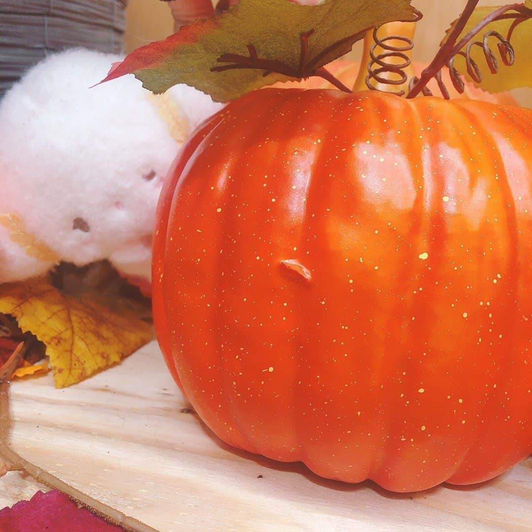 こぎみゅん（サンリオ）のインスタグラム：「ちらっ･･みゅん･･ おいしそうなカボチャみゅん･･🎃  #サンリオ #キャラクター #小麦粉の妖精 #こぎみゅん #sanrio #character #cogimyun #かぼちゃ #秋」