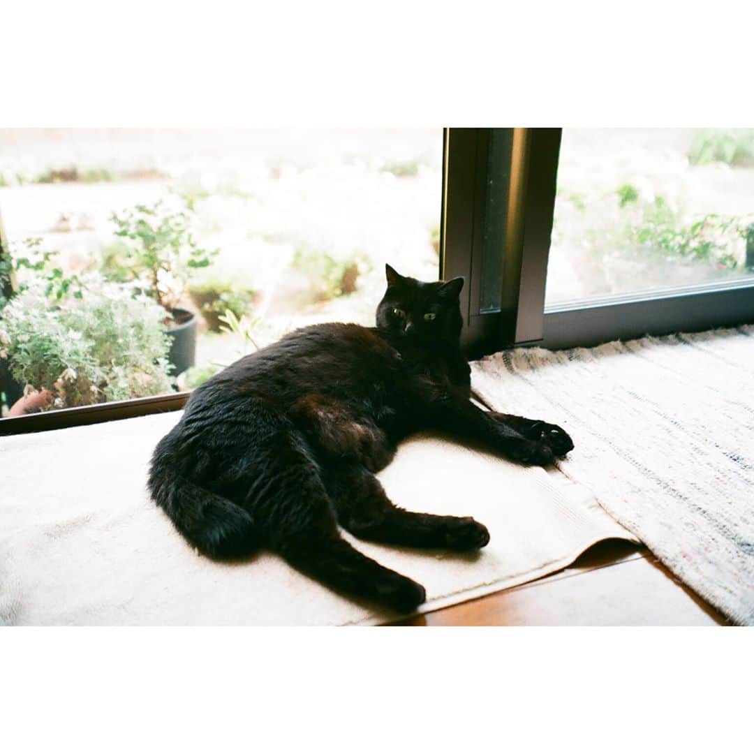 中田絢千さんのインスタグラム写真 - (中田絢千Instagram)「サイトウナオコさんの個展『ため息はまろやかなジンジャーエールで』  何気ないけど代えがたい幸せ 言葉にならない愛 こんがらがったものがほどける温もり そういうものでナオコさんの絵は満ち満ちている。  はじめましてのナオコさんは、 どこか、はじめましてじゃないような 描かれた絵たちと同じく、やさしくて、あたたかくて、美しかった。  黒猫がつないでくれたご縁。 ありがとう。#はんさむたろう  （記念写真はナオコさんのほうにアップしてもらっちゃった。よかったら。にやにやしてます。）」10月28日 19時11分 - ayaka_nakata