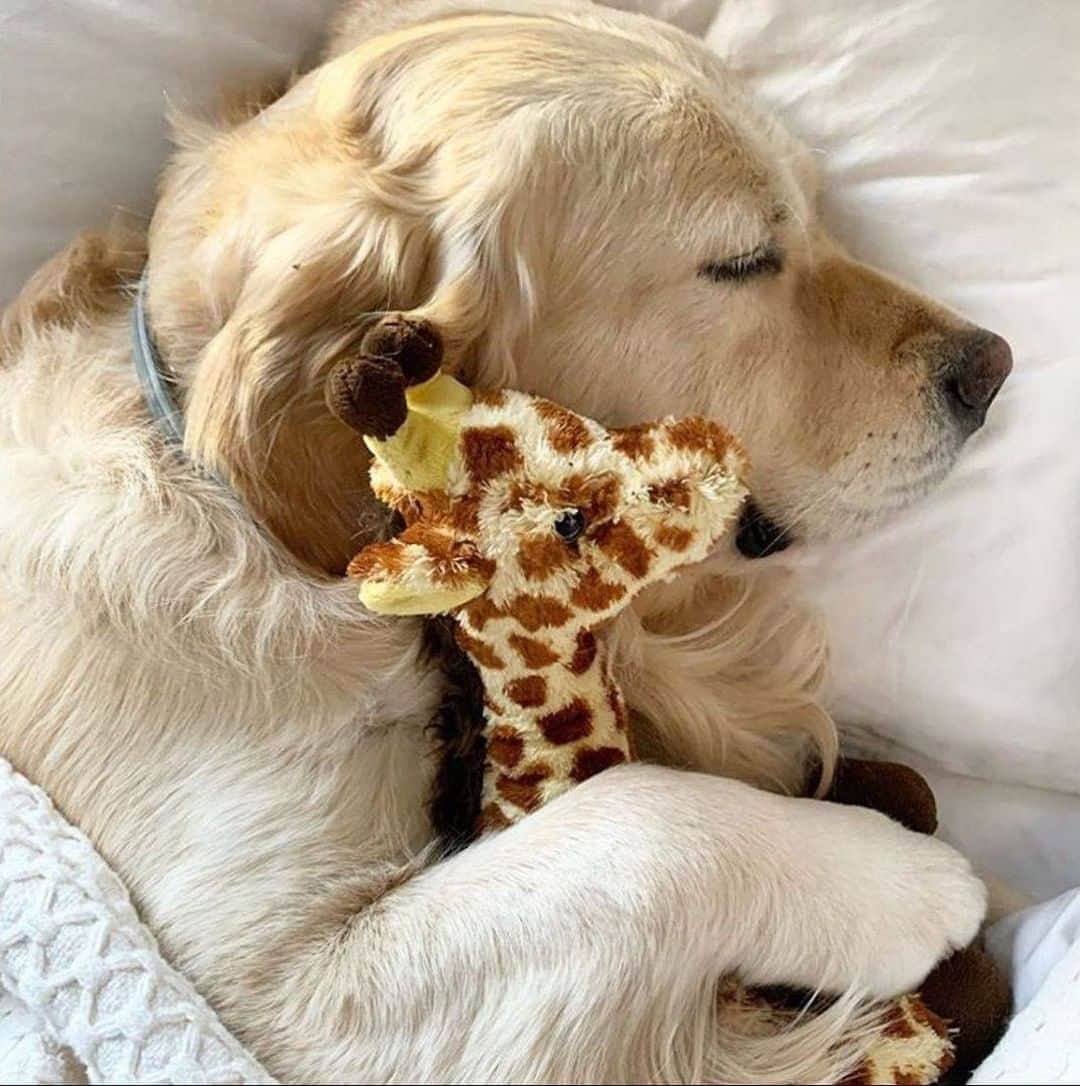 9GAGさんのインスタグラム写真 - (9GAGInstagram)「30-year-old me sleeping with my stuffies every night 📸 @georgialovedog - #goldenretriever #stuffie #sleeping #9gag」10月28日 19時24分 - 9gag