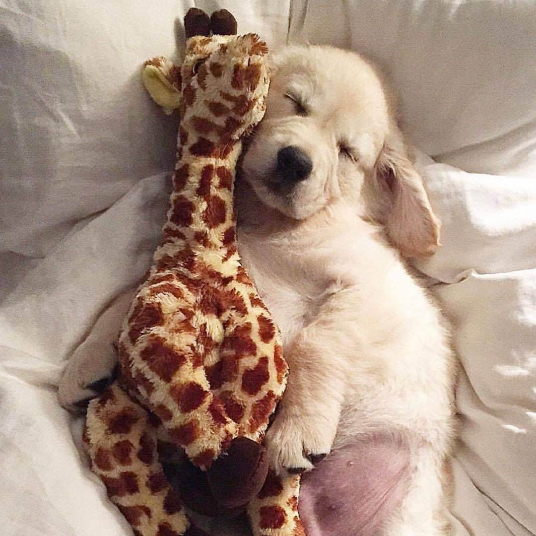 9GAGさんのインスタグラム写真 - (9GAGInstagram)「30-year-old me sleeping with my stuffies every night 📸 @georgialovedog - #goldenretriever #stuffie #sleeping #9gag」10月28日 19時24分 - 9gag