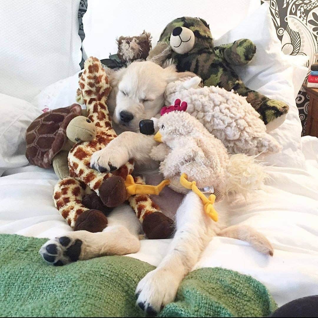 9GAGさんのインスタグラム写真 - (9GAGInstagram)「30-year-old me sleeping with my stuffies every night 📸 @georgialovedog - #goldenretriever #stuffie #sleeping #9gag」10月28日 19時24分 - 9gag