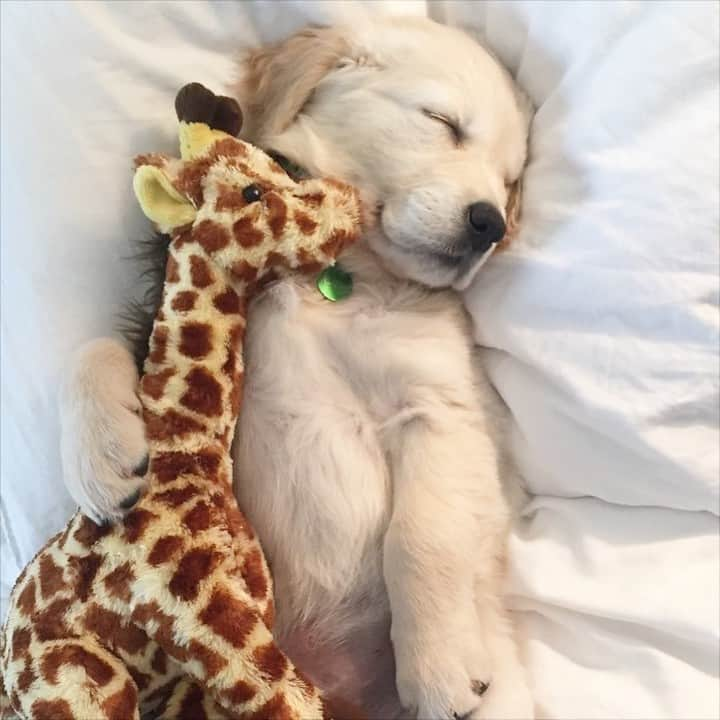 9GAGさんのインスタグラム写真 - (9GAGInstagram)「30-year-old me sleeping with my stuffies every night 📸 @georgialovedog - #goldenretriever #stuffie #sleeping #9gag」10月28日 19時24分 - 9gag