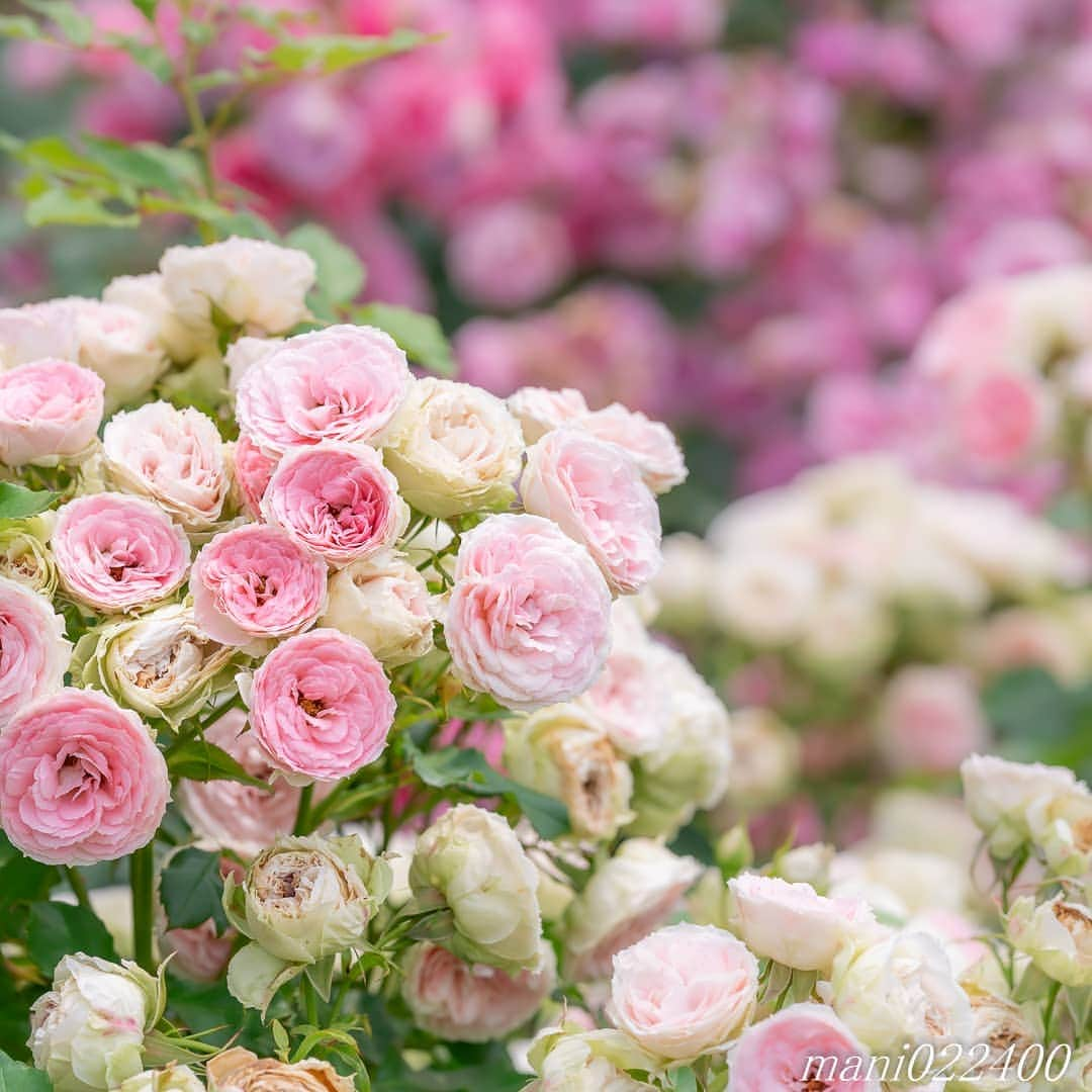 mani022400のインスタグラム：「. 28 Oct. 2020 . . こんばんはー🌸🌺🌹✨ そろそろバラ園に行きたい✨ . . location:Chiba camera:a7r3 lens:Sony135GM . . .  🌺🌺🌺🌷🌷🌷🌹🌹🌹🌸🌸🌸 ご訪問ありがとうございます🙇 . お花以外の写真は サブアカウントにポストしています。 良かったら、覗いてください🙇🙇 ⬇️⬇️⬇️ @mani0224000   . 🌺🌺🌺🌷🌷🌷🌹🌹🌹🌸🌸🌸 . . . . . 🔷🔷🔷🔷🔷🔷🔷🔷🔷 thanks_dear_yui  discoverwithalpha ﻿ japan_ilc﻿  a7rm3 ﻿ sel135f18gm  sel55f18z  #カメラ好きな人と繋がりたい  #flower  #花 #flowers   #写真好きな人と繋がりたい love_bestjapan  serahana #ファインダー越しの私の世界    #花のある暮らし  #bns_lite #eclecticshow #explore_floral . 9vaga9  #9Vaga_Rose9  9vaga_3flowers9  #floristsandflowers #ip_for_blossoms_vip  #fabulous_shots ig_flowers #ponyfony_flowers #meiko_flora_member meiko_roses  #myheartinshots #la_flowers #rainbow_petals #top_favourite_flowers  #quintaflower #inspiring_shot #phx_flowers dreaming_in_macro #j_flower_shots flower_special_legend　nature_special_legend  #ind_flowers #tv_flowers　　 #best_mmf_vipday  #best_beauty_flora_  9vaga_flowersart9 #ptk_flowers #fleur_noblesse_m  .」