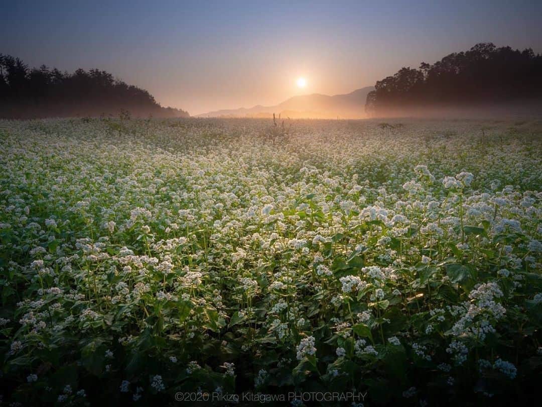 花の写真館のインスタグラム：「Photo by @rikizo_kitagawa.⠀ https://instagram.com/rikizo_kitagawa/⠀ .⠀ Original Post[投稿いただいたURL]⠀ https://www.instagram.com/p/CFIiTuPg8i0/⠀ .⠀ 本アカウントは、 #私の花の写真 をつけてInstagramに投稿された皆さまの花の写真や、「花の写真館」Facebookページで投稿された花の写真を紹介します。⠀ 「花の写真館」Facebookページは、「 @floral.photograph 」のプロフィールにあるURLからご覧ください。⠀ .⠀ ※各自、政府、自治体など公的機関の指示に従った行動をお願いします。⠀⠀ 東京カメラ部および分室では、写真を「見る楽しみ」を提供することを通して、微力ながら皆様にわずかな時間でも癒しをお届けしたいと思っております。⠀ ※本アカウントは東京カメラ部がFacebook、Instagramのサービスを利用して運営しているもので、Facebook社・Instagramとは一切関係ありません。⠀ .⠀ #花の写真館 #floralphotograph #floralphoto #flower #flowers⠀ Follow: @floral.photograph」