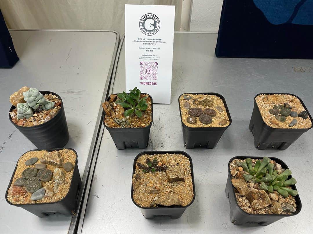 梶剛のインスタグラム：「KAJI讃岐芸術祭に多肉植物の作品が増えました٩( ᐛ )و  ‪#香川県‬ ‪#かじ笑店‬」