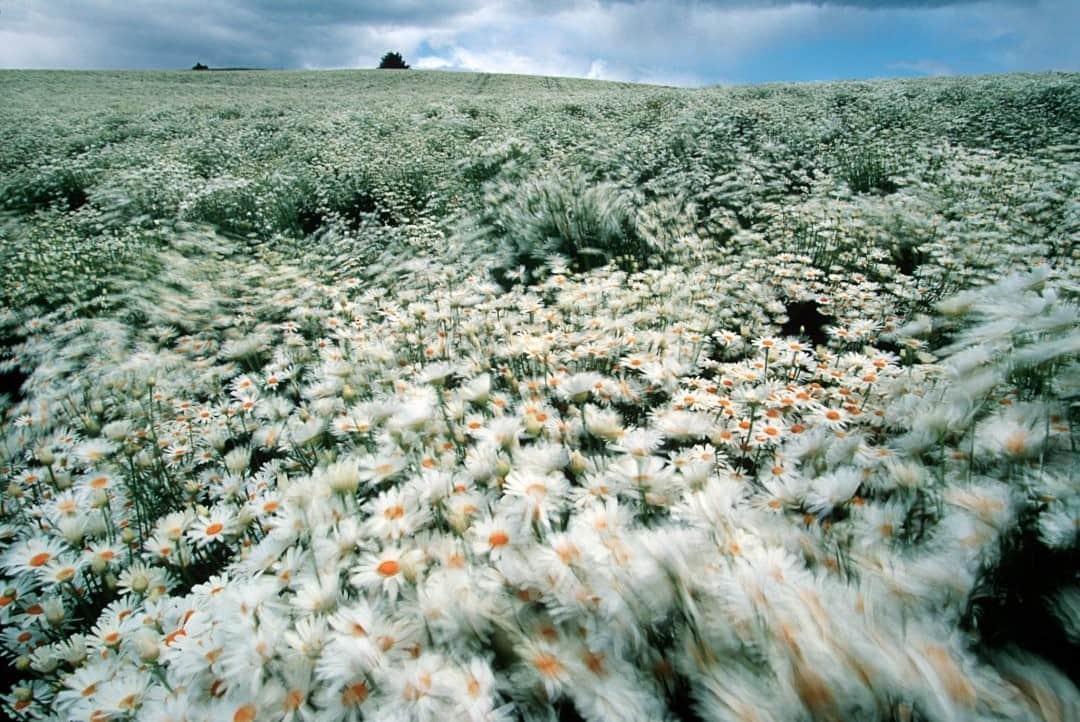 National Geographic Travelさんのインスタグラム写真 - (National Geographic TravelInstagram)「Photo by @gerdludwig / A field of daisies dances in the Tasmanian breeze. @thephotosociety #Tasmania #daisies #TasmaniaDaisies #flowers」10月28日 19時38分 - natgeotravel
