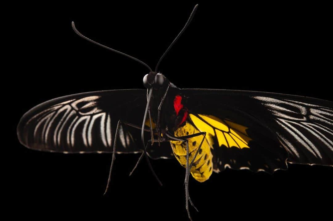 Joel Sartoreさんのインスタグラム写真 - (Joel SartoreInstagram)「High up in the trees in tropical jungles throughout Asia, female common birdwing butterflies spend their mornings perched among the foliage. In search of potential mates, males will circle above them before performing an elaborate courtship dance for the female of their choosing. Later in the day, males and females can be seen together fluttering around flowering bushes and trees where they can consume their fill of nectar. As evening approaches, the butterflies will disperse in order to find an ideal resting spot where they will spend the night. Photo taken @auduboninstitute. #butterfly #commonbirdwing #birdwing #colorful #insect #pretty #delicate #courtship #PhotoArk #savetogether」10月28日 19時51分 - joelsartore