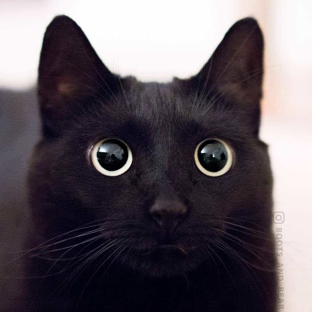 Aww Clubさんのインスタグラム写真 - (Aww ClubInstagram)「Welcome to the dark side  📷@boots_and_bear  #meowed #bootsandbear #blackcat #lucky」10月28日 19時57分 - meowed