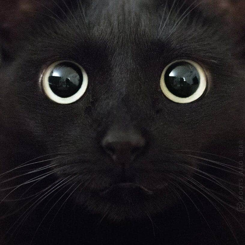 Aww Clubさんのインスタグラム写真 - (Aww ClubInstagram)「Welcome to the dark side  📷@boots_and_bear  #meowed #bootsandbear #blackcat #lucky」10月28日 19時57分 - meowed