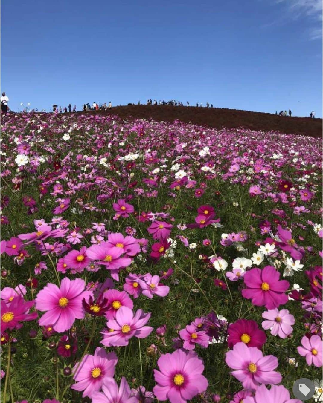 みどりで、つながる GreenSnapのインスタグラム