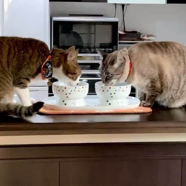 猫壱（ねこいち•ネコイチ）のインスタグラム