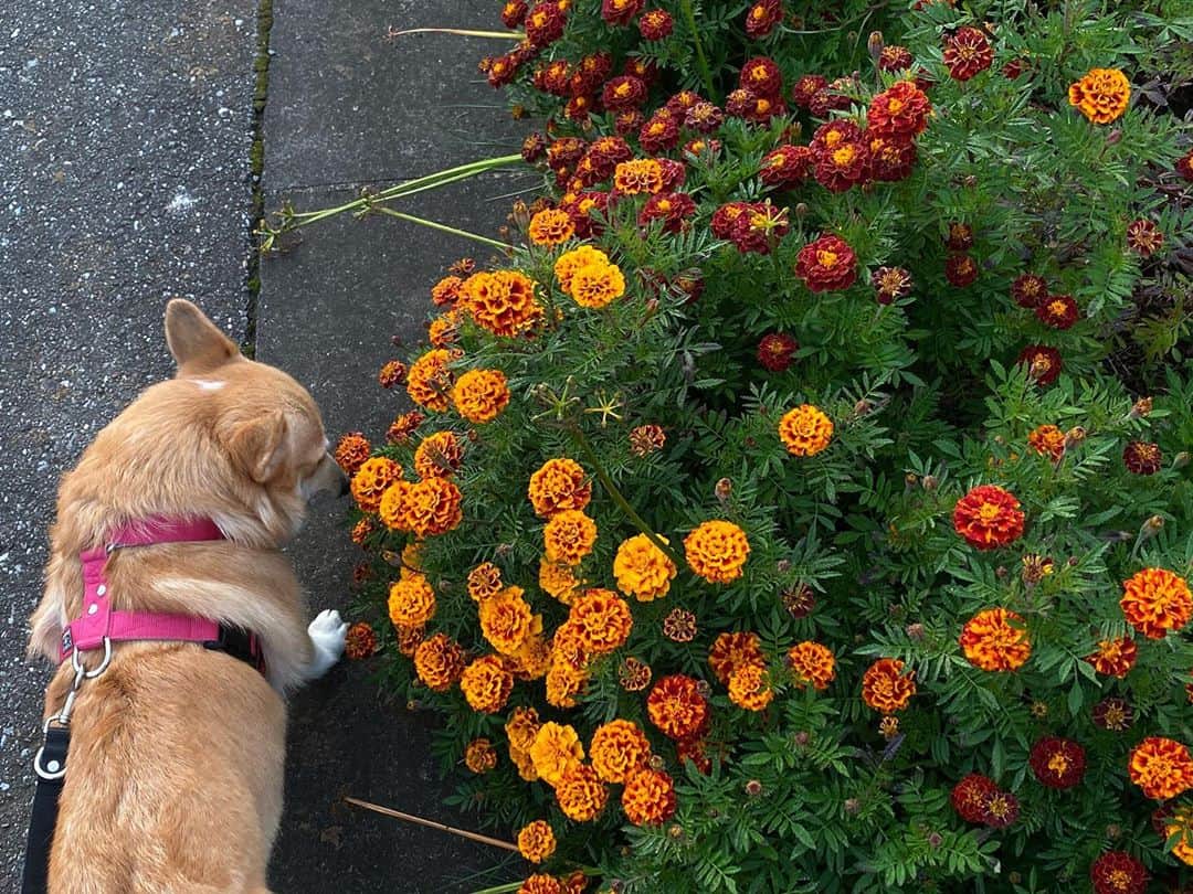 maggydaisyのインスタグラム：「_ 朝んぽ  #corgi #コーギー #犬のいる暮らし #里親 #maggydaisymore20201028 #flowers」
