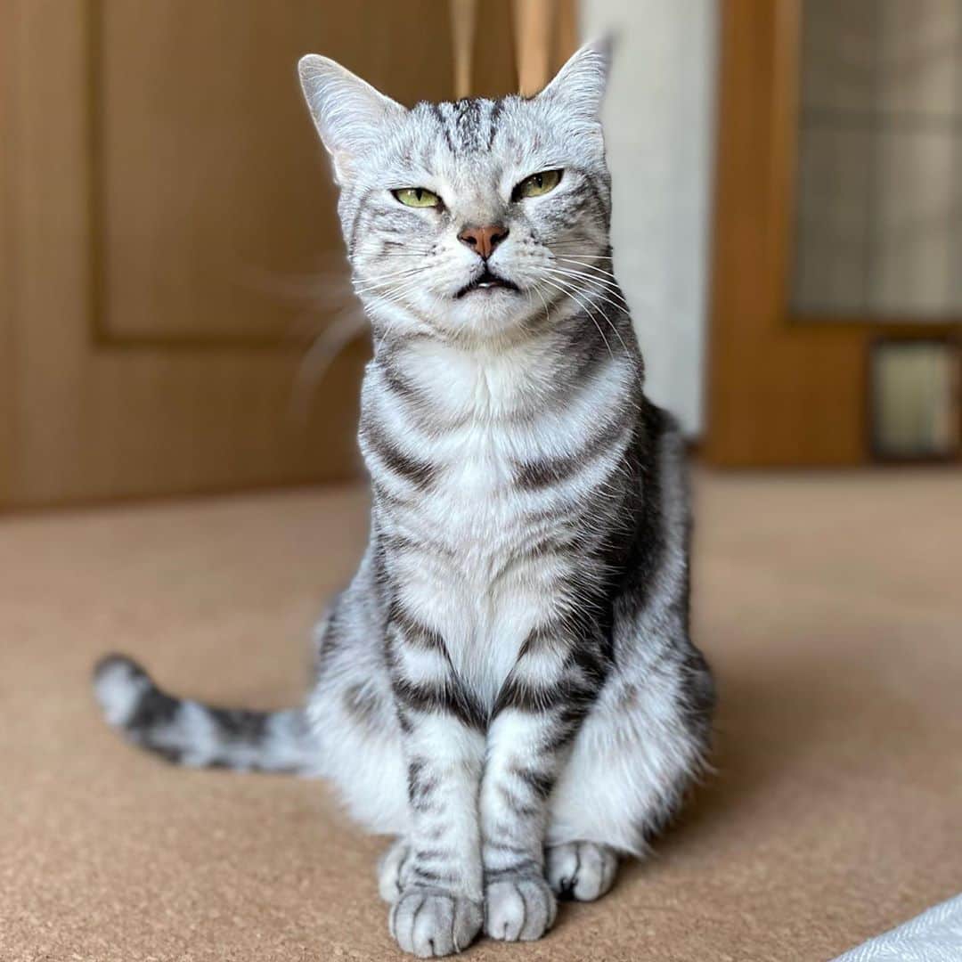 8n21のインスタグラム：「チベスナ顔を習得  #ゆきおのせい #チベットスナギツネ  #チベスナ #cats #ねこ部」