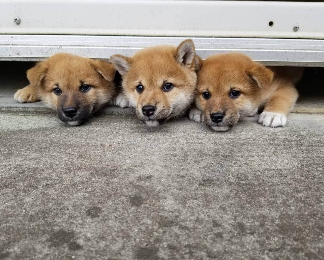 柴犬たま Shibainu Tamaのインスタグラム