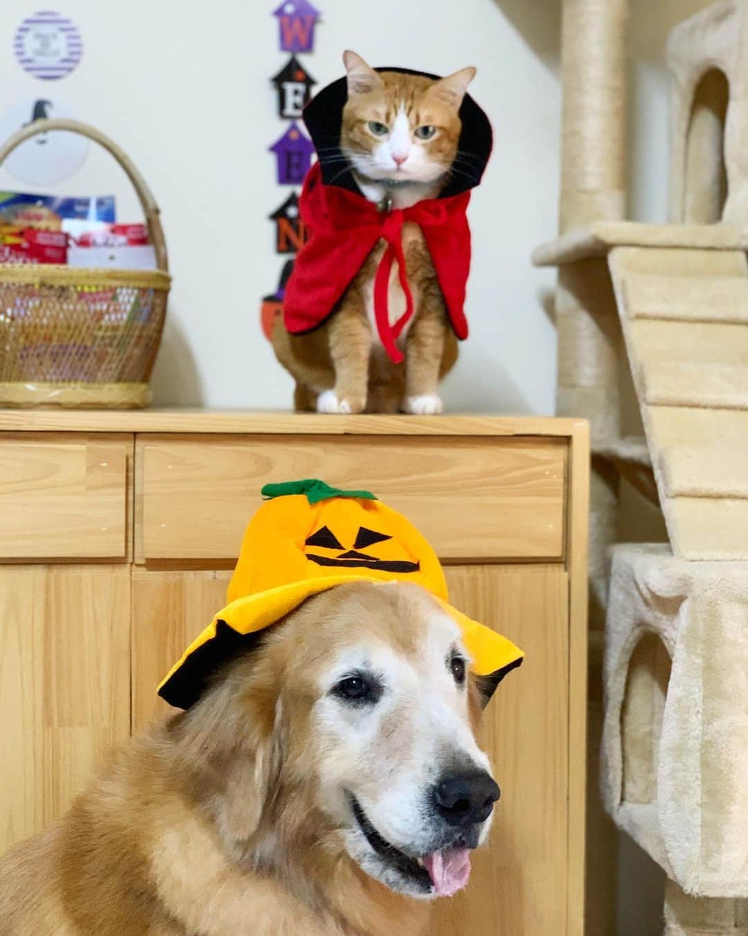 tamatamagoさんのインスタグラム写真 - (tamatamagoInstagram)「🐶😼Hi~🙌🏻💕🎃🦹🏽‍♂️ 　 　  😼マオねぇ、何にゃそりゃ🎃💨🤣 　 🐶ハニしゃんこそ、何者‼️🦹🏽‍♂️👿🤣 　  ハロウィン🎃の季節。 タイは全然盛り上がらない(と言うか私自身馴染みがないイベントだわ😆)けどね😆 あの方🐱は、この手のイベントは全て参加拒否です😆 　 🐱カボチャ🎃？祭り？ざけんじゃないにゃわさ‼️💢💨 　  #ハロウィン #ワンコがいてもニャンコと暮らせる   　 2020/10/28  　 #犬と猫　#犬と猫どっちも飼ってると毎日たのしい #犬と猫のいる暮らし #ゴールデンレトリバー　#猫　#ねこ　#茶トラ #茶トラ男子部 #ペコねこ部 #pecoいぬ部 #dogandcat #meowvswoof #petsofinstagram #petstagram #gingercat #goldenretriever #goldenretrieversofinstagram #goldenretrieversworld #แมว #แมวไทย」10月28日 21時02分 - tamatamago
