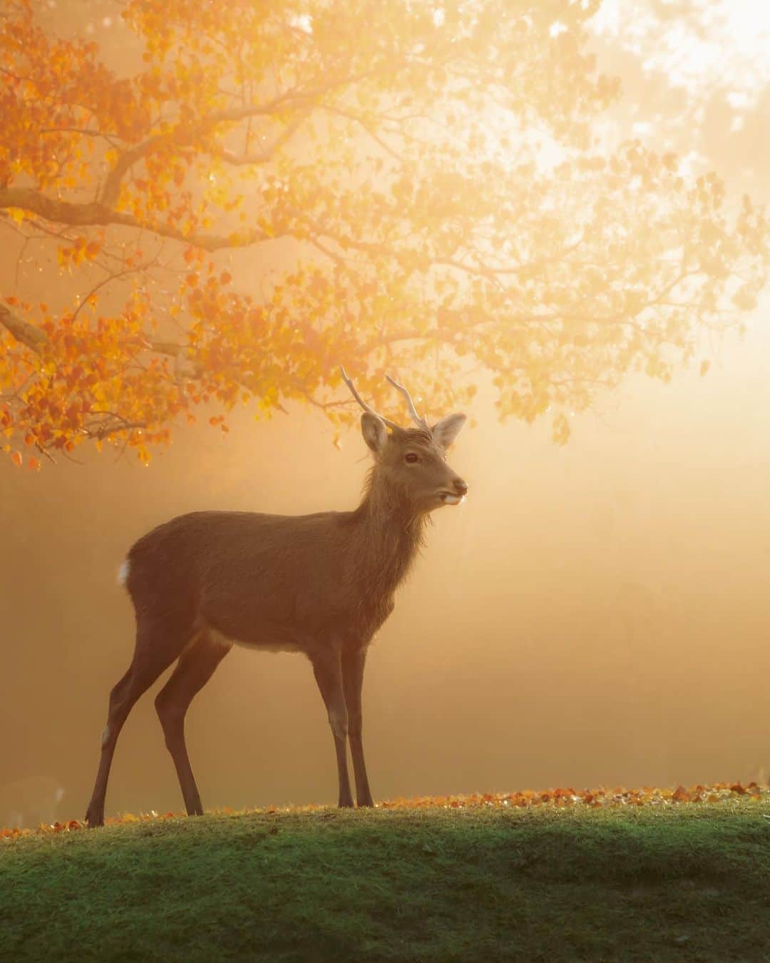 kyoko_zzzのインスタグラム：「Autumn morning mist  #飛火野 #deer #canonglobal」
