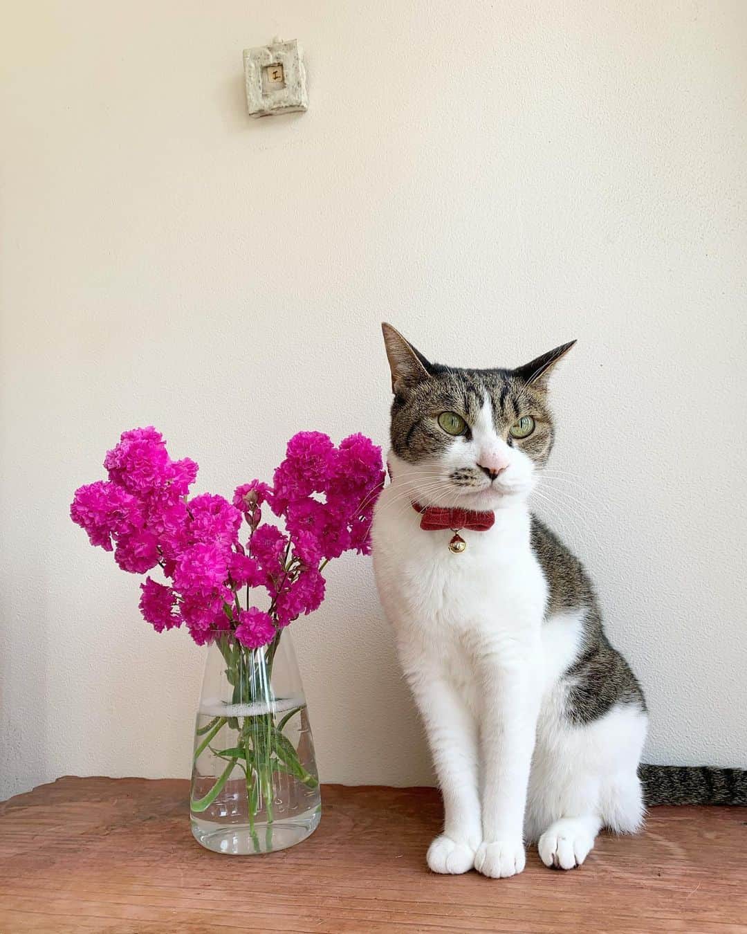 のインスタグラム：「＊ ＊ 🌿  USAKO 🌿 ＊ ①枚目 お花と うさこ♡ ②枚目〜 飼い主 昨日は定休日で おリンゴ🍎を買いに農園さんへ🚗 おリンゴはもちろんですが お目当ては コウモリランも見たくって😆 圧巻でした✨ 20年位物だそうです👏🏻 ＊ ＊ #cats_of_instagram  #TheDailyKitten  #cats_of_world #balousfriends  #catloversclub  #cat_features #catstocker #themeowlife  #sweetcatstime  #thedailykitten #cats_of_instworld #IGersJP #happypetclub #bestmeow #保護猫 #catsfollowers  #pleasantcats  #catsofday #happycatclub #sweetcatclub #catsnet #instacat_meows #cutieanimalspage #cutecatshow  #thedailykitten #コウモリラン #sweetcatonline #nyancon01 #sippoストーリー　#petokotolife ＊ ＊ 🌿🌿🌿🌿🌿🌿🌿🌿🌿🌿🌿🌿🌿🌿🌿🌿」