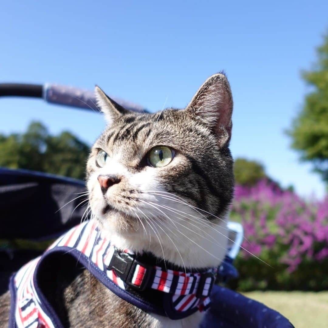 ネコのリキさんのインスタグラム写真 - (ネコのリキInstagram)「今日の動画ではリキちゃんと 秋のお花がいっぱい咲く公園をお散歩している様子を 見る事ができますよ♪  #猫とおでかけ #猫と散歩 #猫とコスモス #リキちゃん #猫写真 #キジトラ #キジ猫 #キジ白 #猫のリキちゃん #リキちゃんねる #猫 #ねこ #ねこ部 #にゃんすたぐらむ #にゃんこ #にゃんだふるライフ #ふわもこ部 #ネコ #ねこのいる生活 #YouTubeで毎日動画配信中 #リキちゃんねるで検索してね #catstagram #instacat #catoftheday #ilovemycat #ねこのきもち #ペコねこ部 #エウレカねこ部 #ねこにすと #peppyフォト部」10月28日 21時04分 - rikichan_mickey