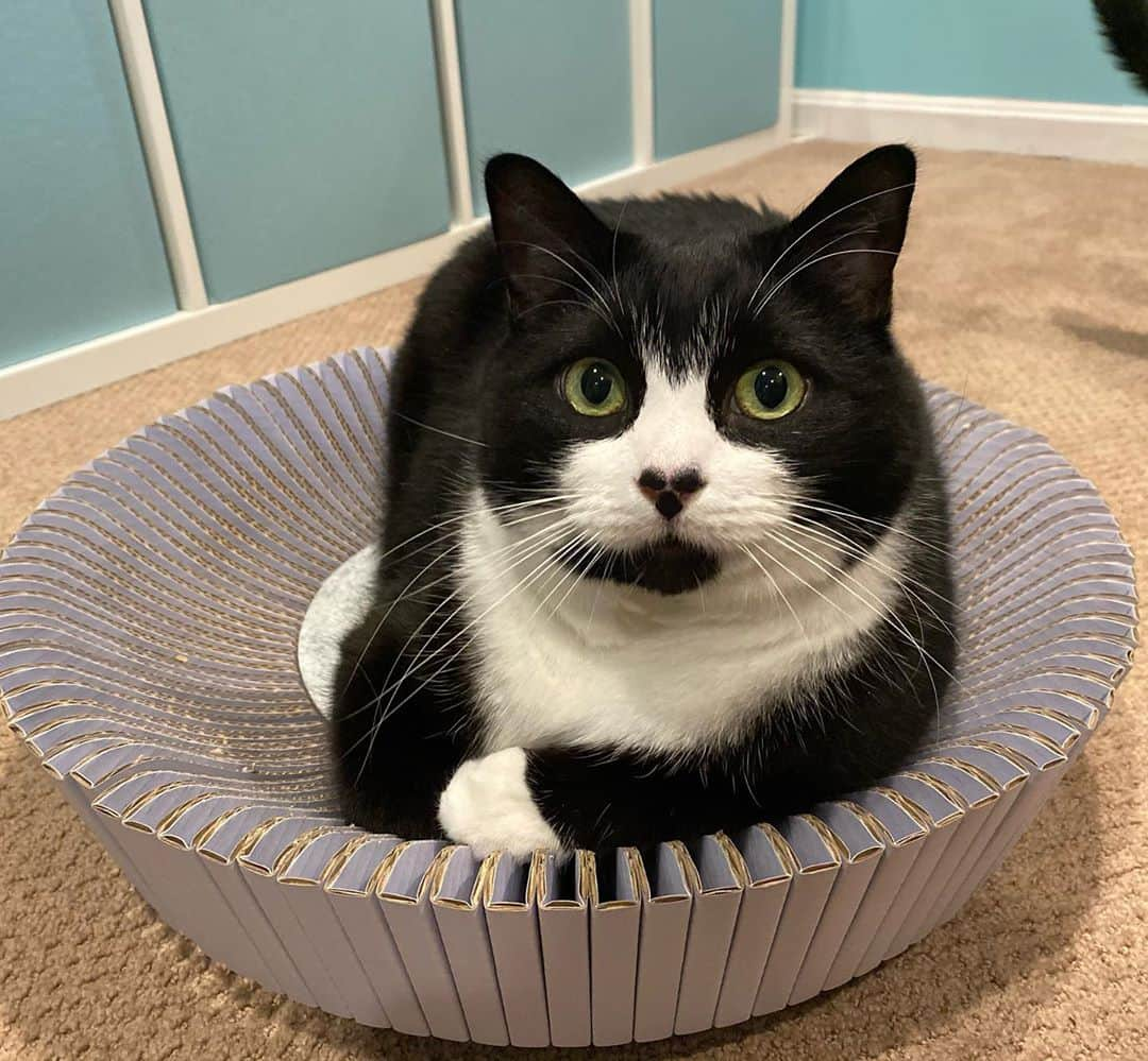 Tuxedo Cat Brosのインスタグラム：「What’s this new contraption?! Why it’s the new #KATRISNest from @katris_cat! A bed, a scratcher, and the envy of all tuxedo cats in our house this week! Guess we should have ordered 3 of them to avoid the fighting over who gets to lounge in the Nest (check out our stories for outtakes)! #KATRIS #KATRISCAT」