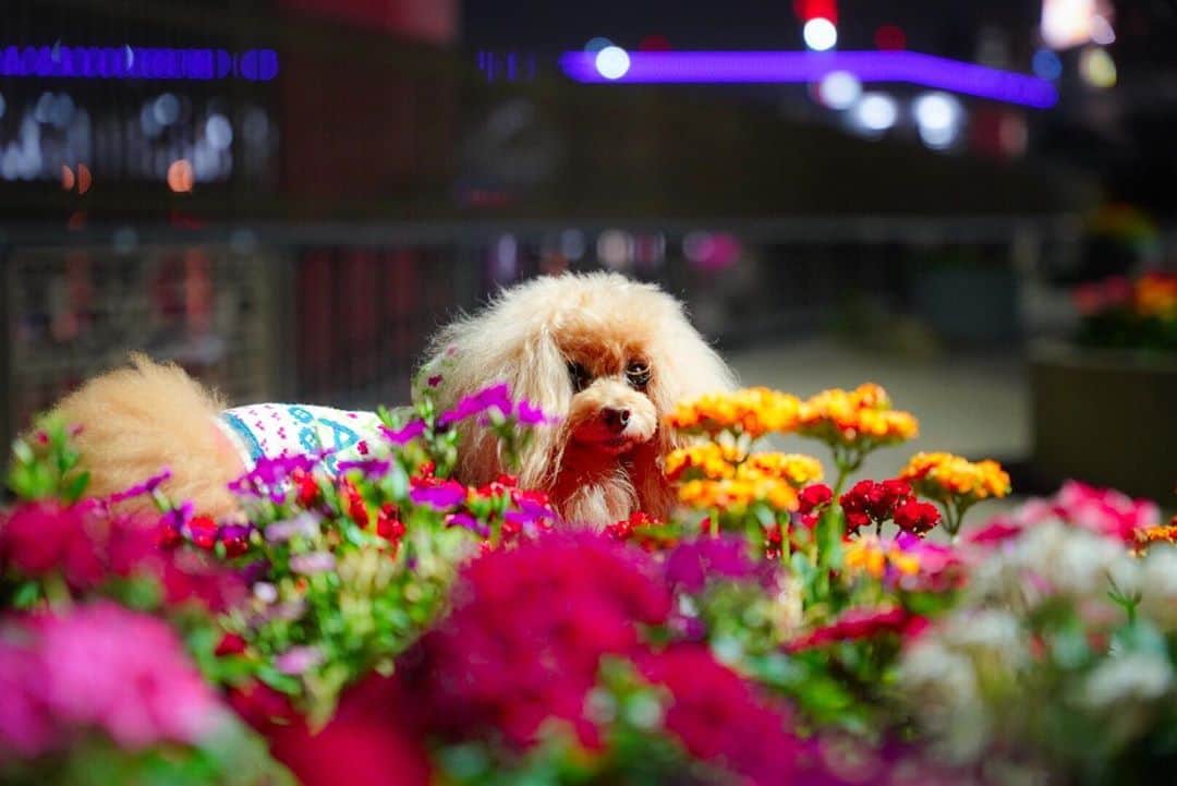 Toypoodle Mikuru?Asakusa Tokyoのインスタグラム：「20201028 Wednesday. Goodnight ✨ . よるんぽ。 夜景撮影練習したかったのに 彼女は非協力的かつ不機嫌だった💧 . #隅田川テラス #すみだリバーウォーク #sigma2470mmf28art」