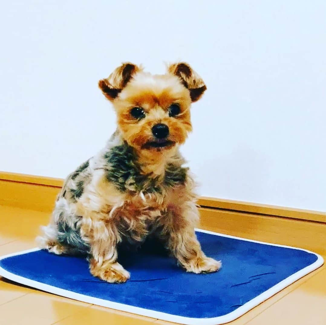 菊池桃子さんのインスタグラム写真 - (菊池桃子Instagram)「* 愛犬のペリです！ わたし天才犬🐕なので、 自分で書いています！！  桃子ママが、YouTubeラジオの先々のネタを考えていて……  皆さんに日頃の「口癖」を 教えてください、って言ってます。 こちらに「口癖」をコメント頂けると嬉しいです！ お忙しいなか、すみません。  【途中で編集】 続々と口癖のコメント！ありがとうワン🐕 いつか、YouTubeラジオで紹介するから 楽しみに待っててワン！！  #質問いいですか ？ #ヨーキー #よーくしゃてりあ #菊池桃子」10月28日 21時31分 - momoko_kikuchi_official