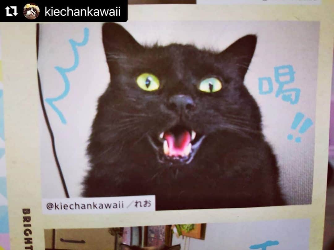 ねこさんのインスタグラム写真 - (ねこInstagram)「@kiechankawaii さん、どうもありがとおおお❣️❣️れおたんの「喝‼️」かっこいい🤗💞 またインスタ企画参加してくださいねぇ👶👋🏻 #Repost @kiechankawaii with @make_repost ・・・ 俺の写真、載っちゃいましたぁ～ 😻🙌😻🙌😻れお ・  @neko_magazine さんの 『ねこNo.116』#ねこは人を笑顔にする 愛猫写真大紹介にて、れおの写真を掲載して頂きました！ とってもうれしいです😂 今回もありがとうございました。  れおの『喝！』で、れお達のごはん代 頑張って稼いでくるよぉ～🤭 ・ #neko_magazine #くろねこ #黒猫 #もふもふねこ #クロネコ」10月29日 7時07分 - neko_magazine
