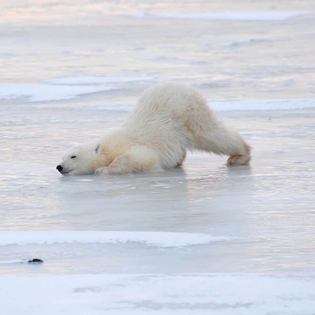 Lonely Planetさんのインスタグラム写真 - (Lonely PlanetInstagram)「❄️Nobody told the polar bears that there is a lockdown in place across much of the world and they are on the move!   As they do each year, the iconic Arctic creatures are set to gather in Manitoba’s Hudson Bay. Lucky for us, we can tune in to watch them snooze, stretch, and spar from afar.   Tap the link in our bio to find out how you can tune in to watch Polar Bear Week, kicking off this year on November 1.」10月29日 7時08分 - lonelyplanet