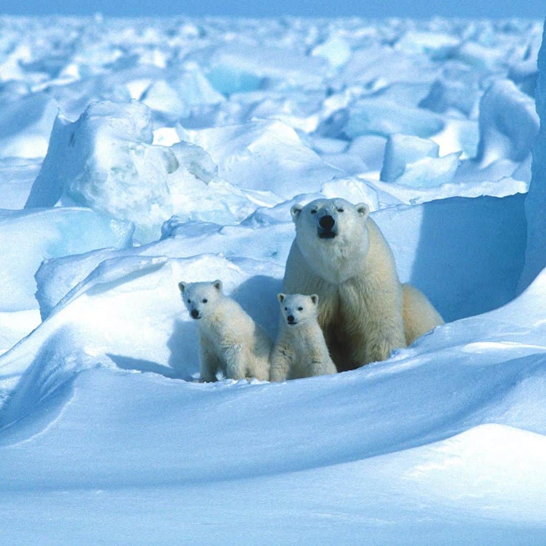 Lonely Planetのインスタグラム：「❄️Nobody told the polar bears that there is a lockdown in place across much of the world and they are on the move!   As they do each year, the iconic Arctic creatures are set to gather in Manitoba’s Hudson Bay. Lucky for us, we can tune in to watch them snooze, stretch, and spar from afar.   Tap the link in our bio to find out how you can tune in to watch Polar Bear Week, kicking off this year on November 1.」