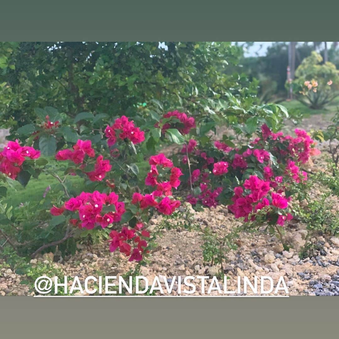 ジョーダン・ノルベルトのインスタグラム：「@haciendavistalinda」