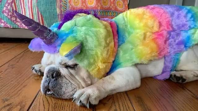 Bodhi & Butters & Bubbahのインスタグラム：「Cutest Unicorn ever is here to tell you about the @roadogs Halloween Pet Costume Contest! 🦄 🦄 🦄   If you’re dressing up your dog, why not help save some lives!!   Just upload a NEW pic of your pet in costume onto your feed with the #spookyroad2020 , and make a donation to @roadogs Link in @roadogs bio Venmo: roadogs (mark Boo! And include IG name)   Categories are! 🧙‍♀️ 🧙‍♀️Spookiest Costume 😄 🤪Funniest Costume 💡 🔥Most Creative Costume 👻👻 Cutest Couple 💀💀Grand Hocus Pocus Best in Costume Winner!   ENDS MIDNIGHT OCT 31st!   Fab prizes!  Winners chosen by members of the Road Dogs team. Announced Nov 1st. . . . . . #bulldog #love #halloween #magic #puppy #unicorn #adoptdontshop #rescuedog #life #dog #mom #forever #cute #sweet #win #contest #costume #positivevibes #bestoftheday #smile #rescuedogsofinstagram」