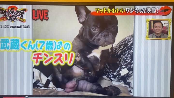 北川珠望のインスタグラム：「✯ ✯ ✯ 武蔵TVデビュー♡ TVデビューが#チンスリ ってwww 流石、我が息子♡♡♡ . . その後のらっきょさんvs土佐犬の映像で地上波NG、 映像STOPからの 番組終了後ABEMA生放送で続きの映像が見れたんだけどさ その映像は本当大爆笑だったw 今ならABEMAで両方みれるから良かったらみてみてw . #テレビ朝日 #ネオバズ #マッドマックスTV @neobaz.madmax  . #frenchbulldog #frenchbull #フレンチブルドッグ #フレブル  ✯ ✯ ✯」