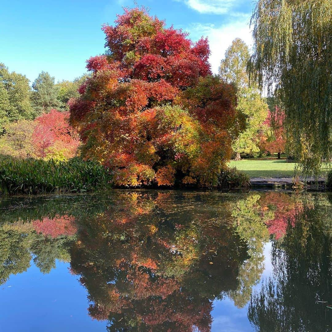 岡村仁美のインスタグラム：「先週末はRichmond parkへ。ロンドンを歩いていると黄色く色づいている木々が多いですが、園内の植林エリアIsabella plantationでは見事な赤い葉も楽しめました🍁  ４枚目:公園の近くのTerrace gardenから。黄色く染まった中を流れるテムズ川も美しかったです✨  #richmondpark #ロンドン生活 #紅葉 #家出た時は雨だったのに青空 #この時期のロンドンでのお出かけは諦めないことも大事と学んだ」