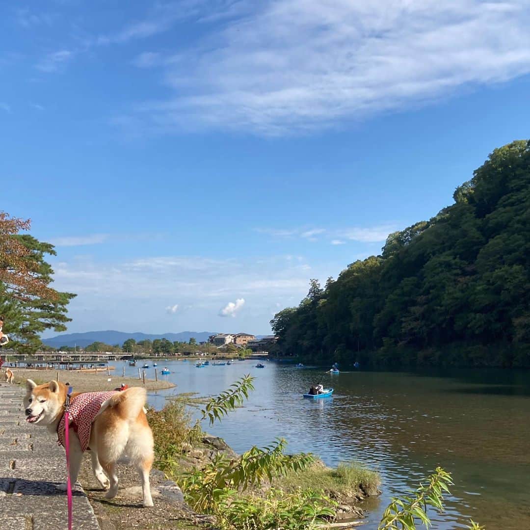 てんパパさんのインスタグラム写真 - (てんパパInstagram)「川に足入れるも、すぐに後ずさり。 嵐山は大賑わい。 たくさん歩いた〜。 #嵐山　#桂川　#川遊び強化月間　#竹林の道　#ちゃんちゃんこガールズ  #春てん　#春てんはんなり京都旅2020」10月29日 8時17分 - tenchan.shiba