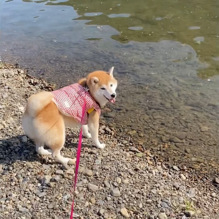 てんパパのインスタグラム