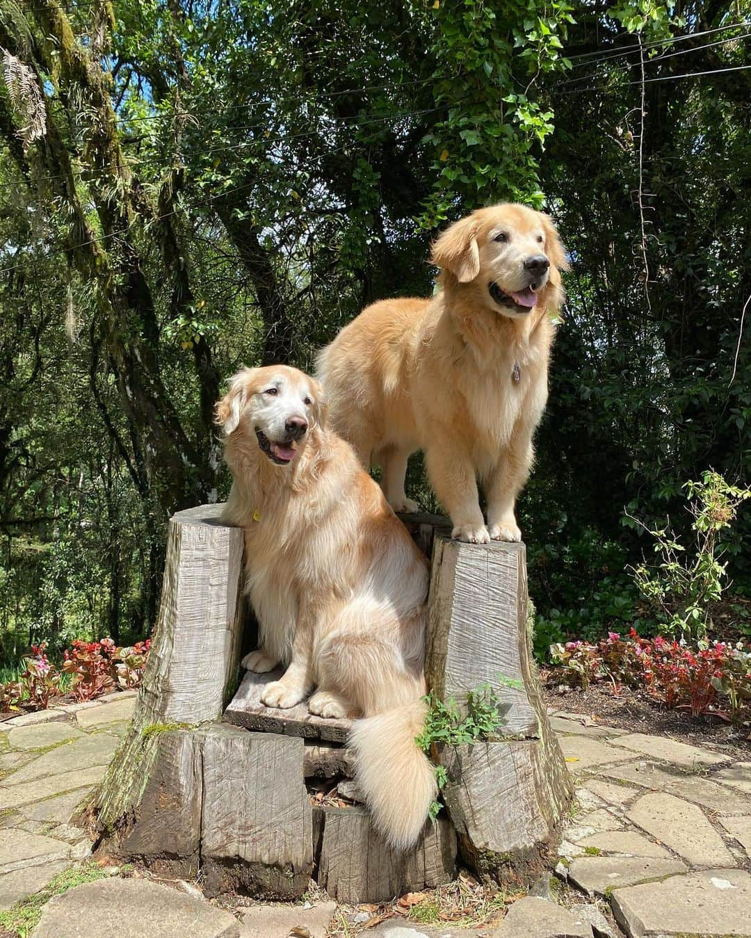 Bobさんのインスタグラム写真 - (BobInstagram)「Passeio por Canela-RS ! Fantástico passeio Petfriendly🐾🐾 pelo @parquedocaracol e finalizando o dia no @containnerbistrot 🐾🍴 Lugares incríveis que conhecemos com o time @olapet.friendly  . #ExpediçõesOlaPet #HyundaiPets . Destino: Canela - RS  @parquedocaracol  @containnerbistrot  . #canela #canelars #riograndedosul #destino #viagem #viagemcompets #turismo #gastronomia #passeios #parque #parquedocaracol #restaurante #restaurantepetfriendly #dicasdeviagem #roteiros #dogs #doglovers #pets #petlovers #goldenretrievers #olapetfriendly #instagram #instadaily #instagramers #photography #photooftheday」10月29日 8時28分 - bob_marley_goldenretriever