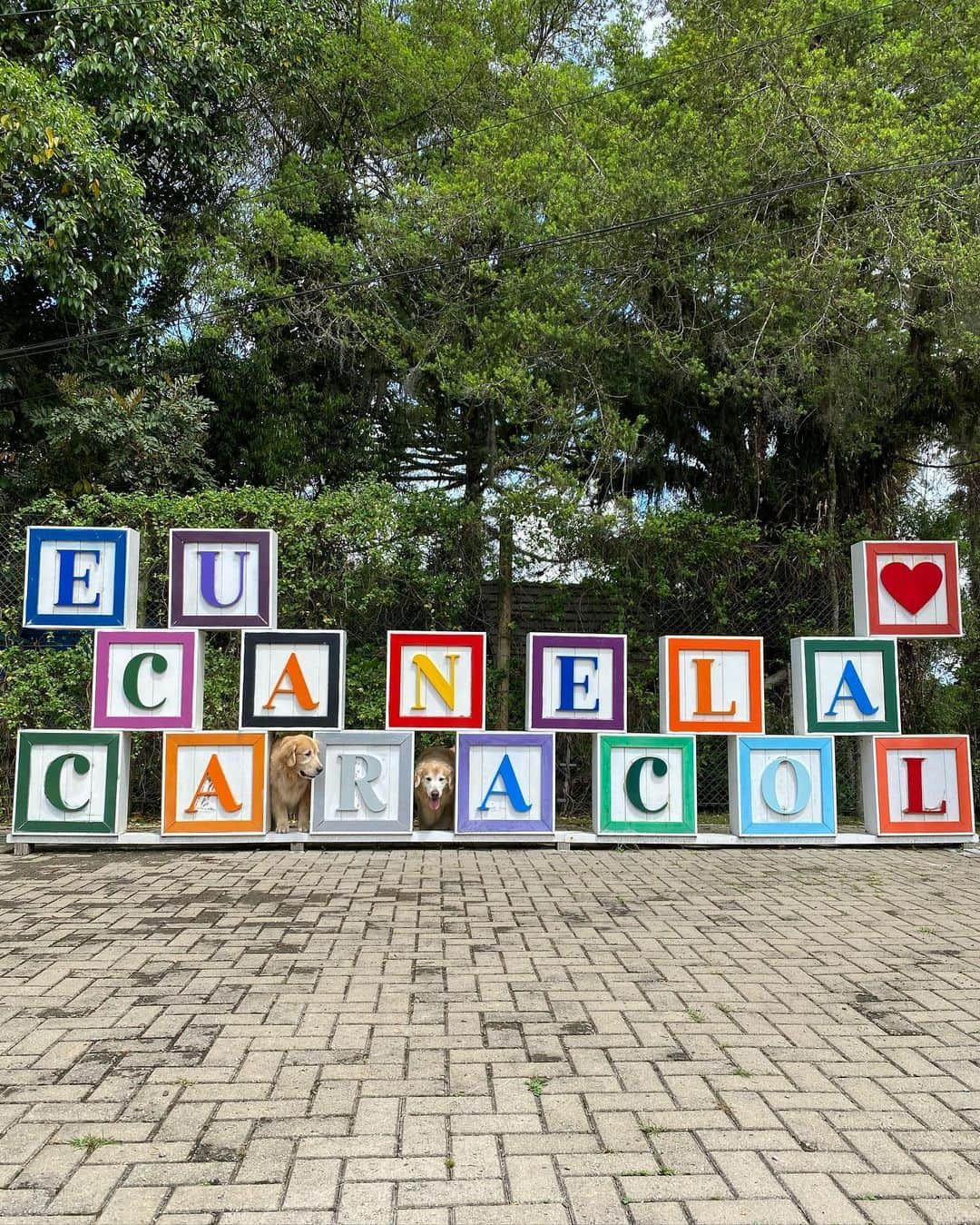 Bobさんのインスタグラム写真 - (BobInstagram)「Passeio por Canela-RS ! Fantástico passeio Petfriendly🐾🐾 pelo @parquedocaracol e finalizando o dia no @containnerbistrot 🐾🍴 Lugares incríveis que conhecemos com o time @olapet.friendly  . #ExpediçõesOlaPet #HyundaiPets . Destino: Canela - RS  @parquedocaracol  @containnerbistrot  . #canela #canelars #riograndedosul #destino #viagem #viagemcompets #turismo #gastronomia #passeios #parque #parquedocaracol #restaurante #restaurantepetfriendly #dicasdeviagem #roteiros #dogs #doglovers #pets #petlovers #goldenretrievers #olapetfriendly #instagram #instadaily #instagramers #photography #photooftheday」10月29日 8時28分 - bob_marley_goldenretriever