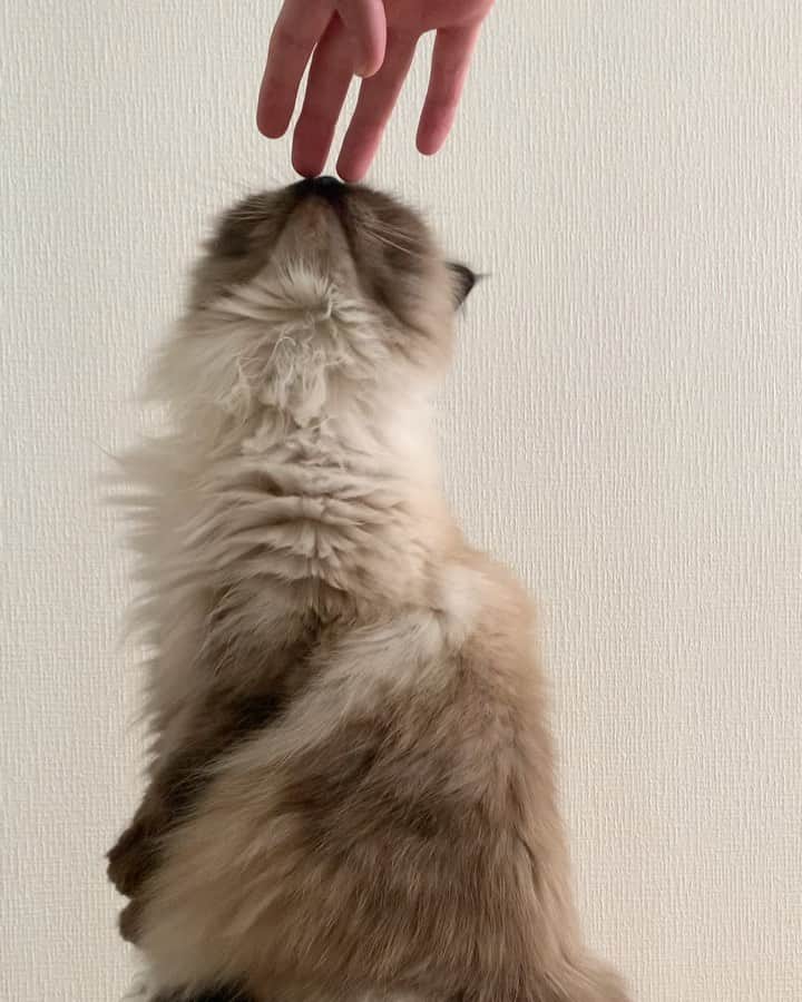 plumeのインスタグラム