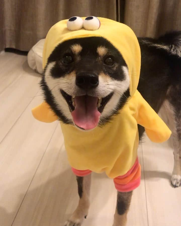 まめ丸のインスタグラム：「* * ちっちゃいけど ビッグバード 🐥🐶💓 #まめ丸セサミストリート * I'm big bird🐥 Good night🐶💓 * #ひよこさんじゃないもん🐥❣️ #ビッグバード 🐶💓 * #柴犬#豆柴#柴#黒柴#犬#しばいぬ#shiba#shibainu#shibastagram#shibadog#puppy#instadog#dogstagram#dog#instashiba#petstagram#pet#cute#cutedog#강아지#멍스타그램#bigbird#sesamestreet#まめ丸かぶりもの#セサミストリート#3coins#スリコ」